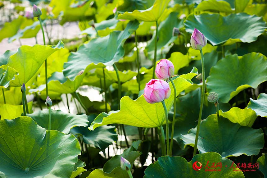 紅丹丹（荷花品種）含苞待放。人民網(wǎng) 楊華龍攝