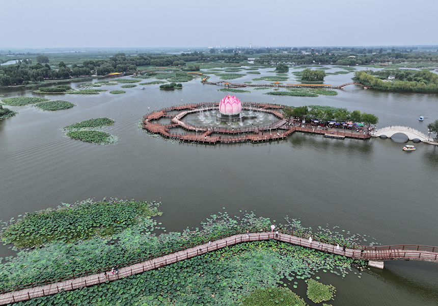 2024年7月9日，雄安新區白洋淀荷花大觀園景色（無人機照片）。牟宇攝
