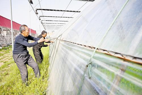 4月11日，石家莊市藁城區(qū)農(nóng)昌種植服務(wù)專業(yè)合作社的農(nóng)民正在加固蔬菜大棚。本報記者 史晟全攝