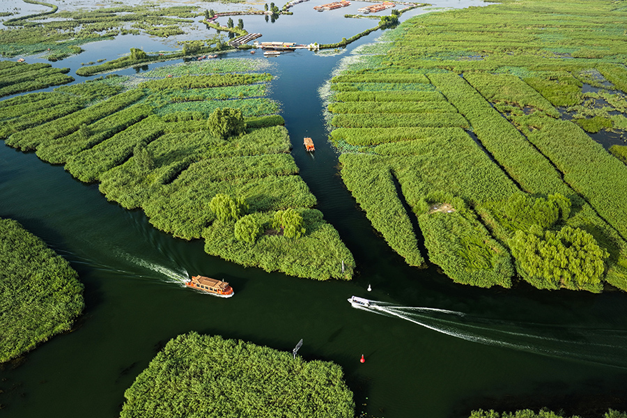 雄安新區白洋淀。胡忠攝