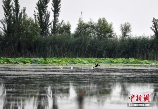 資料圖為7月16日，雄安新區(qū)白洋淀內的野生鳥類。 <a target='_blank' href='/'><p  align=